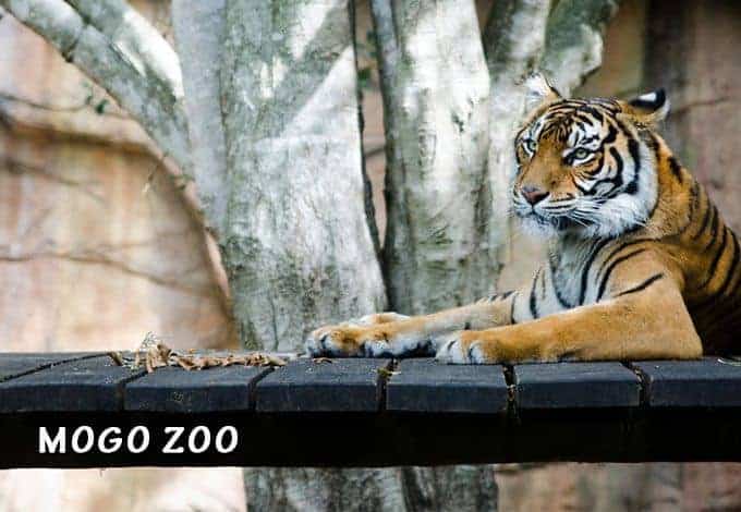 Mogo Zoo Prices