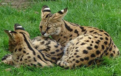 African Serval