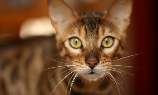 Bengal Cats In Australia