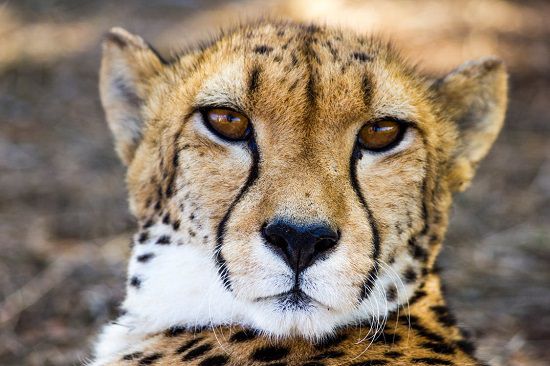 Cheetah Encounter Monarto Zoo