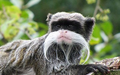 Emperor Tamarin