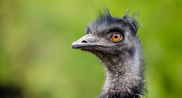 Emu Track Monarto Zoo