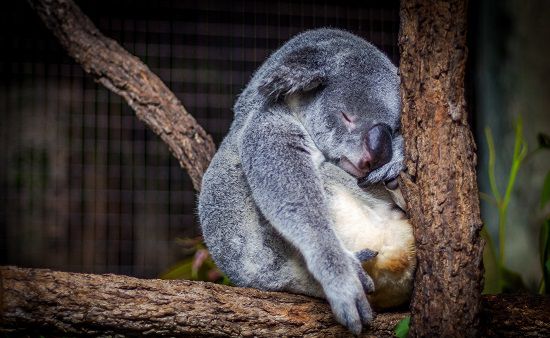 Koala Up Close & Personal