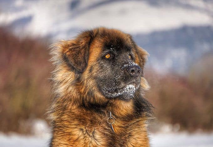 Leonberger Prices In Australia