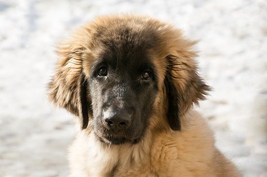 Leonberger Puppy Leonberger Costs