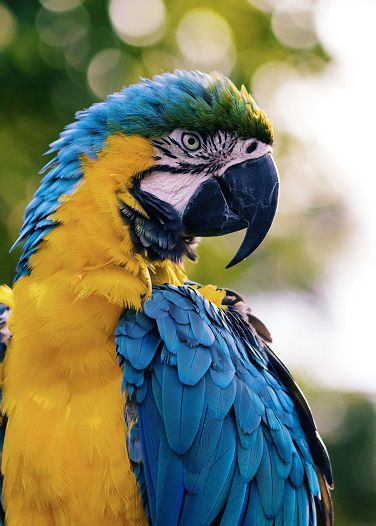 Macaw Animal Encounter Peel Zoo