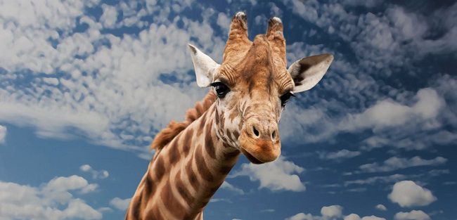 Monarto Zoo Giraffes