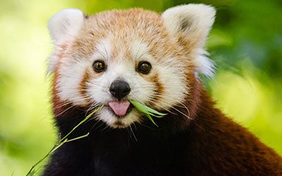 Red Panda