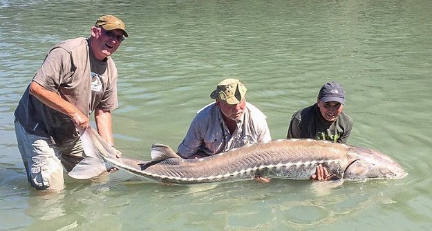 Sturgeon Fishing In Canada