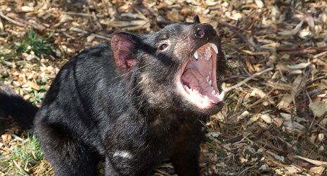 Tasmania Devil Conservation Peel Zoo