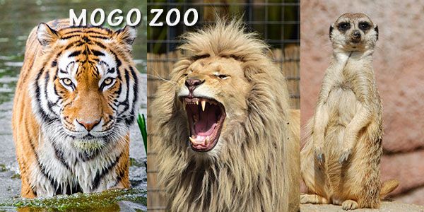 Ultimate Animal Encounter Experience Mogo Zoo Mogo Zoo Prices