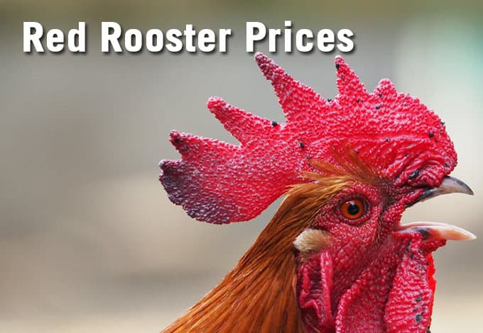 Food Prices For Red Rooster Featured