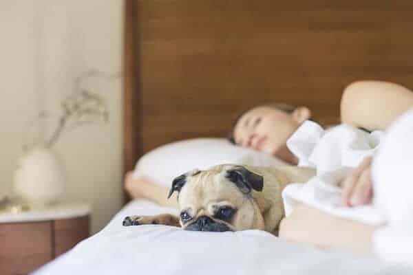 Girl & Her Dog Sleeping Comfortably On Bed